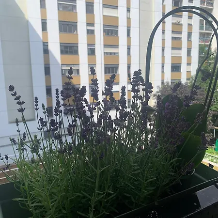 Apartament Un Cozy Au Coeur De *